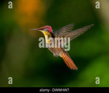 Männliche Ruby Topaz Kolibri, Chrysolampis Mosquitus, schweben Stockfoto