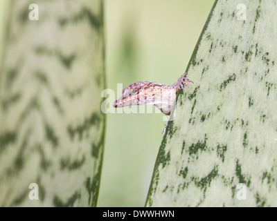 Anole Eidechse, Anolis Richardii in Tobago Stockfoto