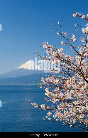 Mt. Fuji und Kirsche blüht, Präfektur Shizuoka, Japan Stockfoto