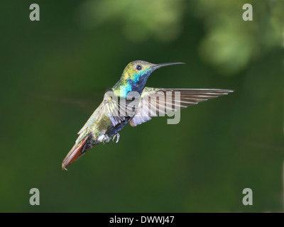Black-throated Mango Kolibri in Tobago, Anthracothorax nigricollis Stockfoto