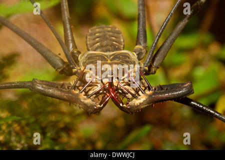 Peitsche Scorpion in Tobago Stockfoto