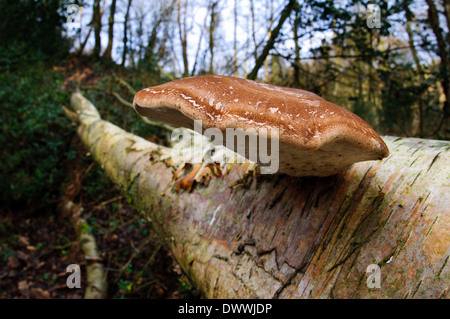 Birke Polypore Pilz wächst auf einem gefallenen Birkenbaum in der Nähe von Lake Gormire in den North York Moors National Park. Stockfoto