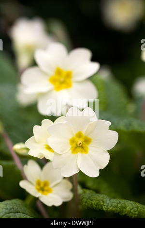 Primula Vulgaris im Garten. Stockfoto