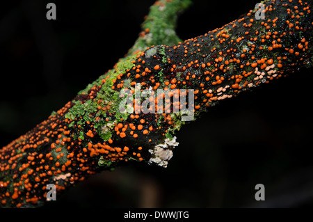 Korallen vor Ort Pilz (Nectria Cinnabarina) wächst auf einem Toten Ast am Aysgarth in den Yorkshire Dales National Park. Dezember. Stockfoto