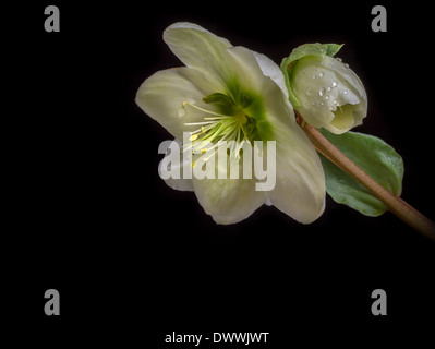 Christrose Helleborus Stockfoto