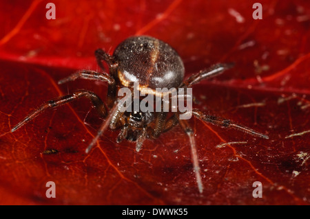 Häufige falsche Witwe, aka Rabbit Hutch Spider (Steatoda Bipunctata), erwachsenes Weibchen sitzt auf einem roten Blatt in Thirsk Stockfoto