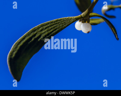 Wachsende Mistel vor blauem Himmel Stockfoto