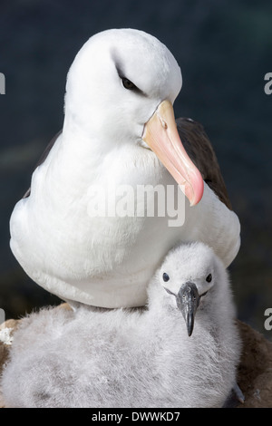 Schwarzen browed Albatross Erwachsener mit jungen Küken im nest Stockfoto