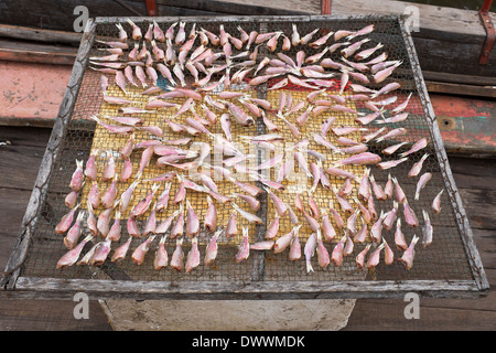 Fische Trocknen auf Rack Insel Phu Quoc, Vietnam Stockfoto