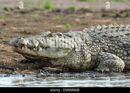 Nil-Krokodil Crocodylus Niloticus, Crocodylidae, Chawo Lake, Nechisar Nationalpark, Arna Minch, Äthiopien, Afrika Stockfoto