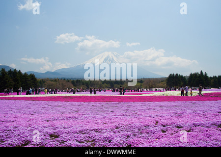 Mt. Fuji und Bereich der Moos-phlox Stockfoto