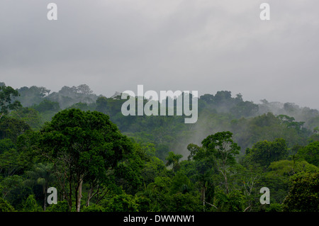 Morgennebel in dichten tropischen Regenwald, Yasuni, Ecuador Stockfoto