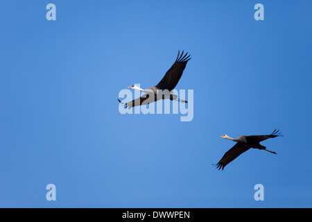 Zwei Kräne fliegen, Kagoshima Präfektur, Japan Stockfoto