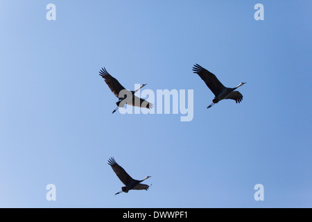 Drei Kraniche fliegen, Kagoshima Präfektur, Japan Stockfoto