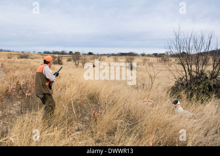 Upland Bird Hunter Vogelhunde und Flushing Bobwhite Quail Greystone Schloss in der Nähe von Mingus Texas Stockfoto