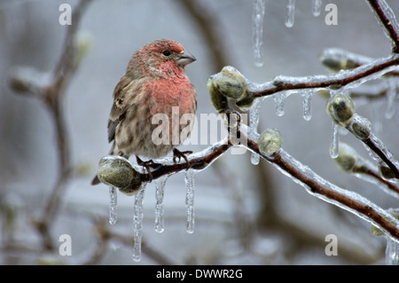 Männliche Haus Fink thront auf Eis verkrustete Zweig der Stern-Magnolienbaum in Floyd County Indiana Stockfoto