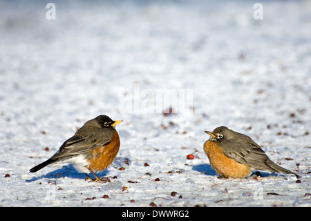 Amerikanische Rotkehlchen auf Schnee bedeckten Boden auf Nahrungssuche für Haws vom Weißdorn Baum Stockfoto