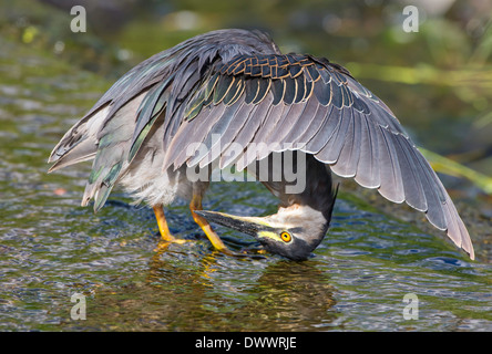 greenbacked Reiher Pflege Stockfoto