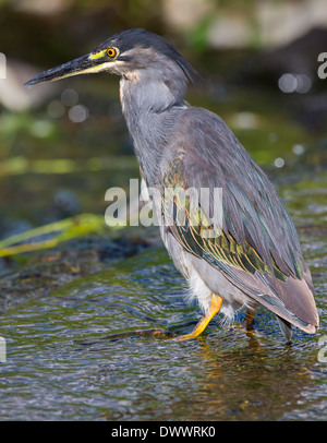 greenbacked Reiher Jagd Stockfoto