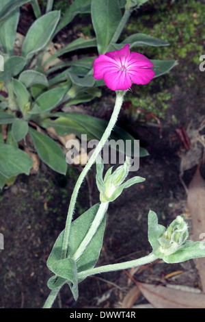 Nahaufnahme der Rose Campion / Krone rosa / Königskerze Pink / Dusty Miller Blume - Lychnis Coronaria - Familie Caryophyllaceae Stockfoto