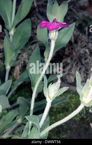 Rose Campion / Krone Rosa / Pink Königskerze / Dusty Miller blühen zeigen Details der Blütenstruktur - Lychnis Coronaria Stockfoto
