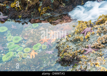 Seesterne und Anemonen, Bamdoroshni Insel vor der Küste von Sitka, Alaska Stockfoto