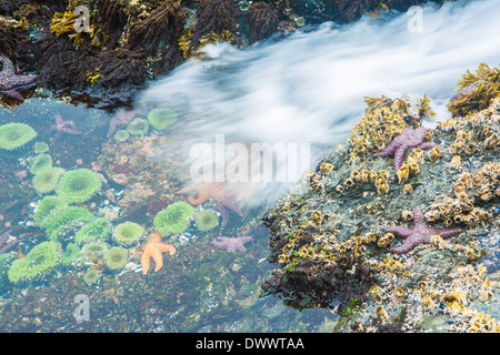 Seesterne und Anemonen, Bamdoroshni Insel vor der Küste von Sitka, Alaska Stockfoto