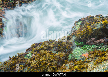 Seesterne und Anemonen, Bamdoroshni Insel vor der Küste von Sitka, Alaska Stockfoto
