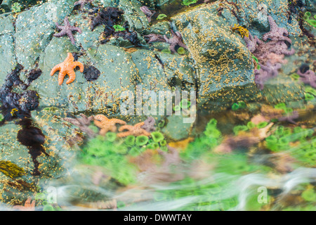 Seesterne und Anemonen, Bamdoroshni Insel vor der Küste von Sitka, Alaska Stockfoto