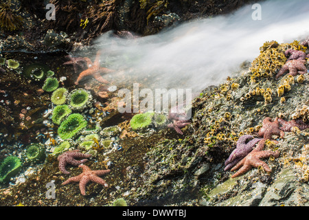 Seesterne und Anemonen, Bamdoroshni Insel vor der Küste von Sitka, Alaska Stockfoto