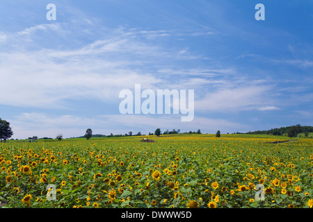 Sonnenblumenfeld, Hokkaido, Japan Stockfoto