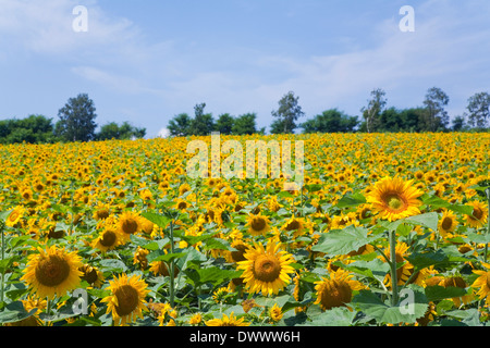 Sonnenblumenfeld, Hokkaido, Japan Stockfoto
