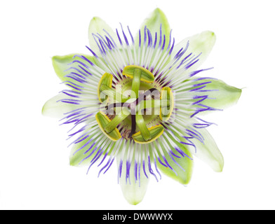 Passiflora-Blume ist isoliert auf weißem Hintergrund, Nahaufnahme Stockfoto