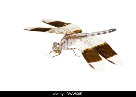 große tropische Libelle ist isoliert auf weißem Hintergrund, Nahaufnahme Stockfoto