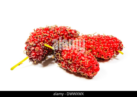 Frische Maulbeeren isoliert auf weißem Hintergrund Stockfoto