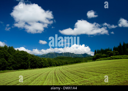 Mt. Togakushi und Ackerland, Nagano, Japan Stockfoto