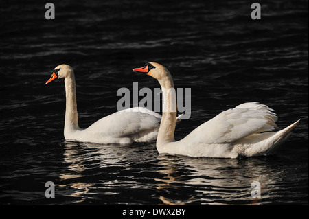 Der Höckerschwan (Cygnus Olor) Stockfoto