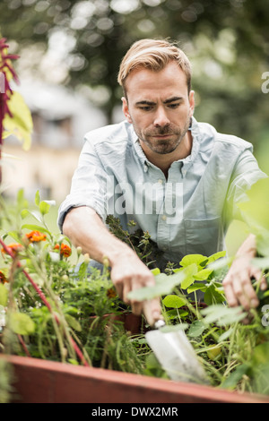 Mitte erwachsenen Mannes Gartenarbeit im freien Stockfoto