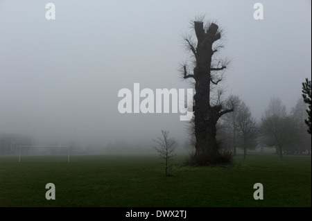 Riesige Baumstumpf im Nebel, Brighton Park vom Fußballplatz Stockfoto