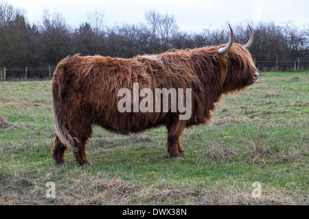 schottische Hochlandrinder Stockfoto