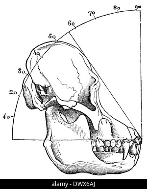 Orang Utan: Schädel eines erwachsenen Tieres mit Gesichts-Winkel Stockfoto