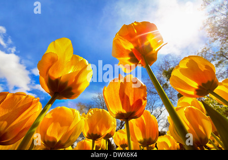 Niedrigen Winkel Ansicht 'Beauty Parade' Tulpen im Royal Botanical Garden. Madrid. Spanien Stockfoto