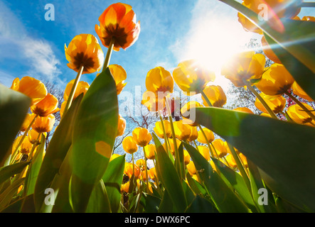 Niedrigen Winkel Ansicht 'Beauty Parade' Tulpen im Royal Botanical Garden. Madrid. Spanien Stockfoto