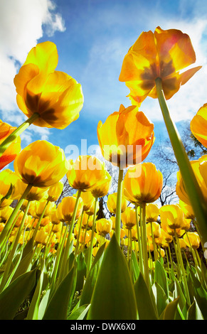 "Beauty Parade" Tulpen im Royal Botanical Garden. Madrid. Spanien Stockfoto