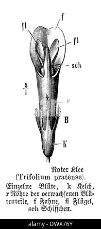Rotklee: Blume Stockfoto