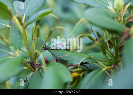 Östliche graue Laubfrosch ruht in einem Rhododendron Stockfoto