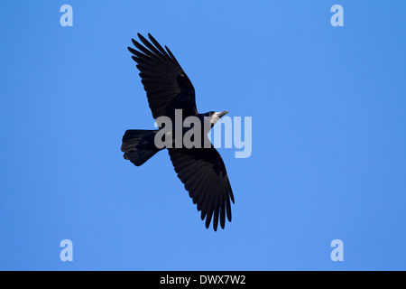 Turm (Corvus Frugilegus) im Flug gegen blauen Himmel Stockfoto