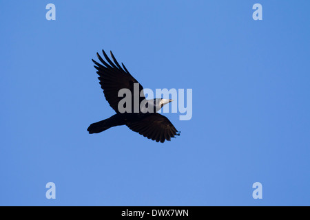 Turm (Corvus Frugilegus) im Flug gegen blauen Himmel Stockfoto