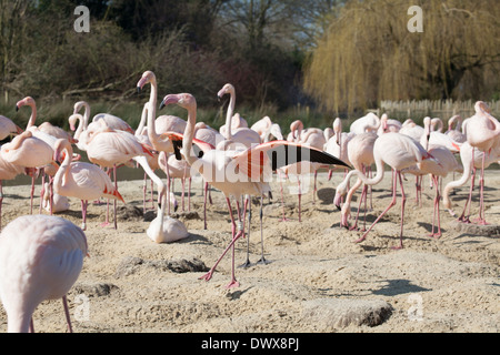 Phoenicopterus Ruber Rosaflamingos an Slimbridge england Stockfoto