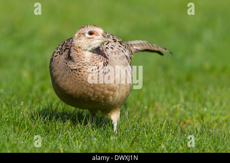 HENNE FASAN AUF RASEN Stockfoto